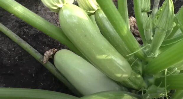 Секрет рекордного урожая больших и мясистых кабачков: добавьте это в огород и овощи вас порадуют