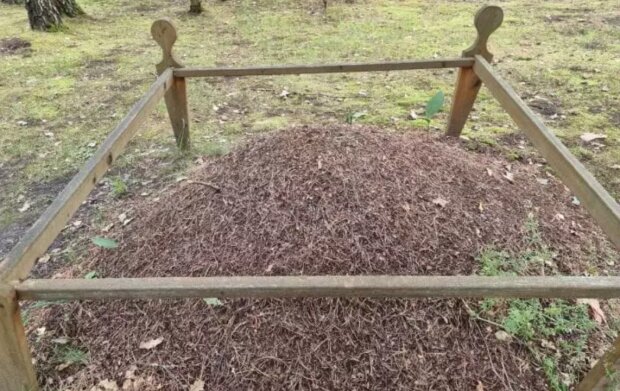 Урожай ведрами. Уникальный компост, который работает