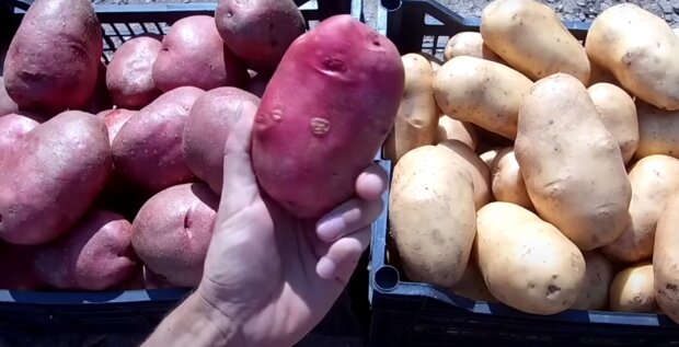 Секрет обильного урожая крупного и крахмалистого картофеля: добавьте это при посадке в огород