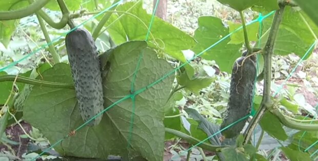 Почему огурцы горчат, даже если вы поливаете их как сумасшедший: оказалось, в этом и проблема
