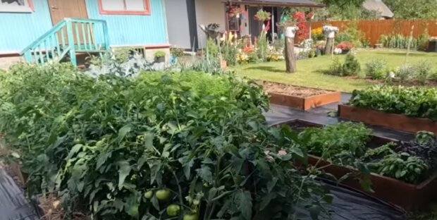 Кто в огороде больше всех "любит" крапивную подкормку: список растений, которые благодарны за такой уход