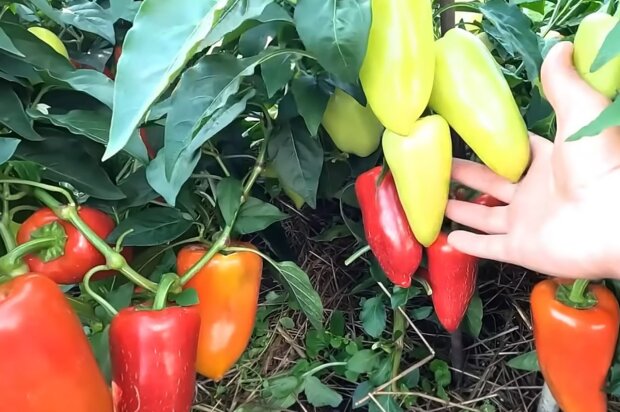 Как в разы увеличить урожай перца и баклажанов: горы сочных и мясистых овощей гарантировано