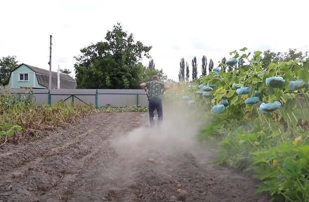 Здоровый огород и сад без тли: этот натуральный раствор сохранит урожай без вредителей
