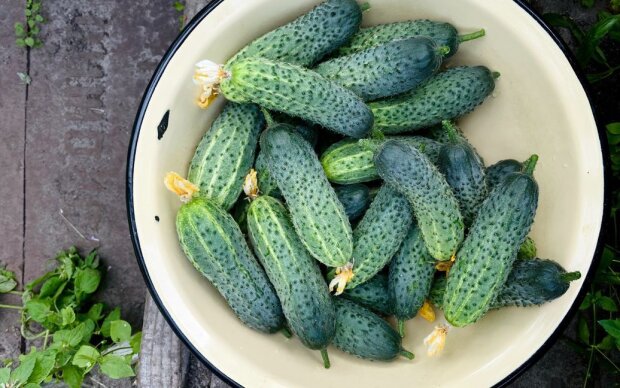 Огуречная революция: как собрать по ведру с куста, даже если солнце - гость редкий
