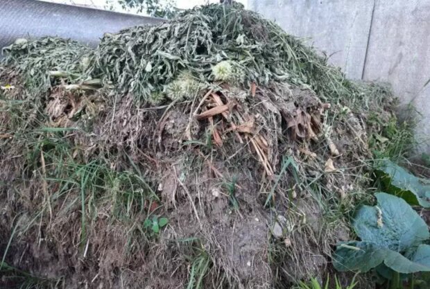 Что нельзя класть в компост: ошибки, которые оборачиваются бедой