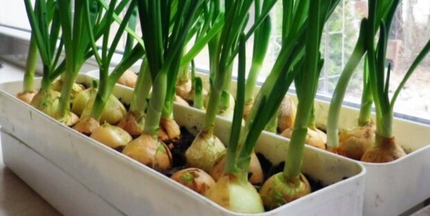 Соль на грядке: как простой кухонный продукт помогает вырастить лук размером с приличный помидор