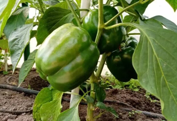 Секреты мясистого и сочного перца: как добиться рекордного урожая