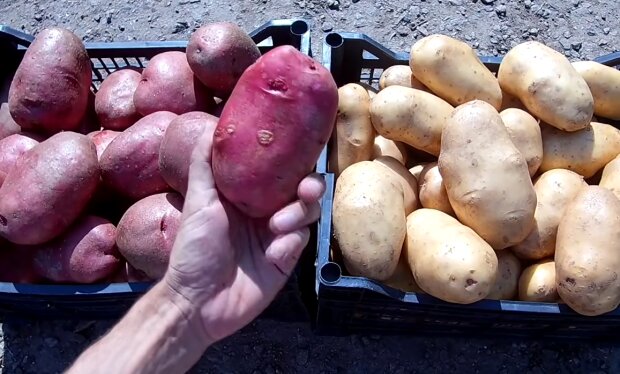 Когда и как нужно выкапывать урожай картофеля в 2025 году: лунный календарь огородника и советы
