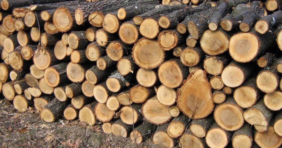 Дрова без документов: какой штраф грозит, если у вас найдут