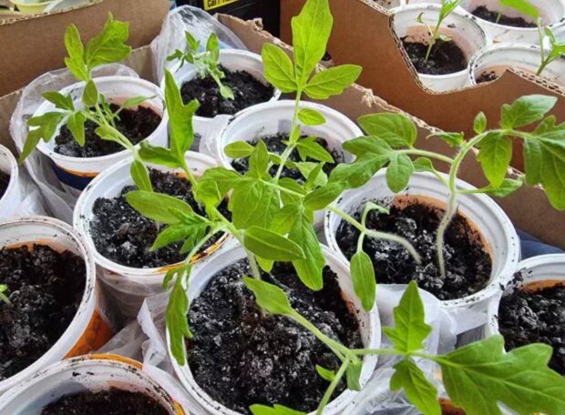 Волшебное средство из кухни: почему дрожжевая вода делает рассаду неузнаваемой всего за 3 дня