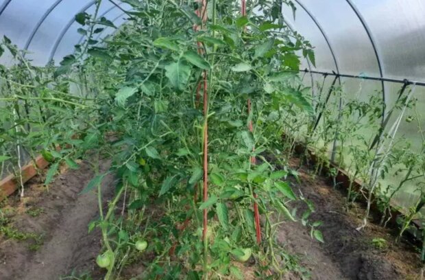 Почему огородники массово сажают помидоры в носки: сумасшедший лайфхак, который реально удваивает урожай