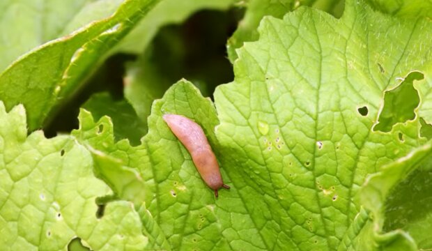 Главная ошибка огородников: почему слизней нужно ловить не ночью, а при свете дня