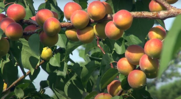 Почему абрикос цветет напрасно: один весенний день, который убивает 90% будущего урожая