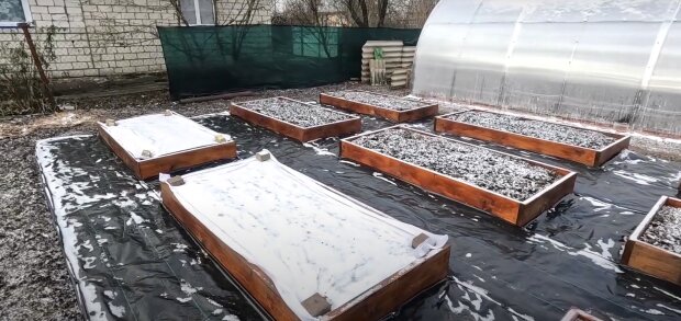 Урожая не будет годами: огородников ошеломили