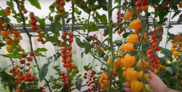 Урожай помидоров исчезнет: огород больше не даст любимых овощей