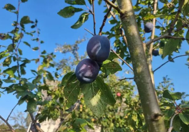 Секрет из прошлого века: что клали в лунку при посадке сливы, чтобы не было пустоцвета и ветки ломились от урожая