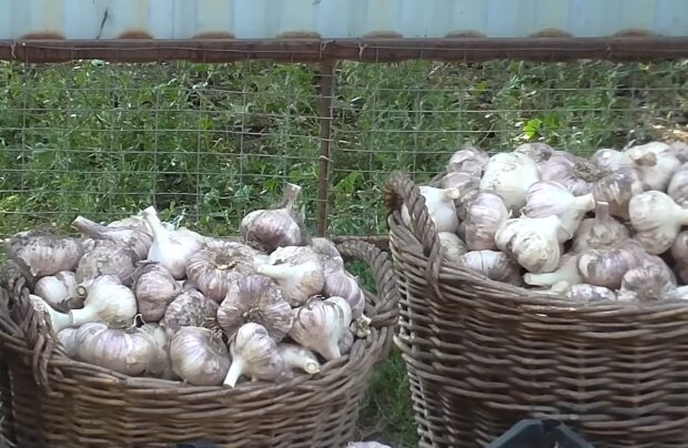 Времени мало: когда сажать озимый чеснок и лук, чтобы получить ранний урожай