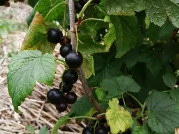 Обязательно сделайте это с кустами смородины и крыжовника до морозов: урожай ягод поразит