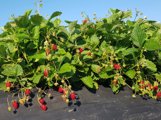 Секрет земляники, о котором молчат агрономы: одно движение и ягоды будут зреть в бешенном количестве