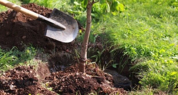 Какое дерево посадить у дома, чтобы привлечь деньги и удачу: обязательно на даче и любом участке