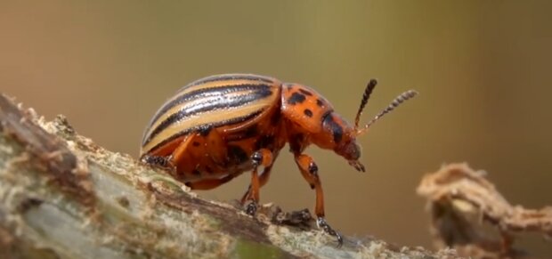 Колораду - вход воспрещен: какие растения превратят вашу картошку в неприступную крепость