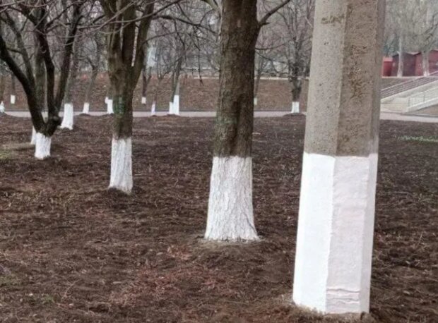 Ни в коем случае не белите деревья: в чем огромная ошибка и к чему это приведет