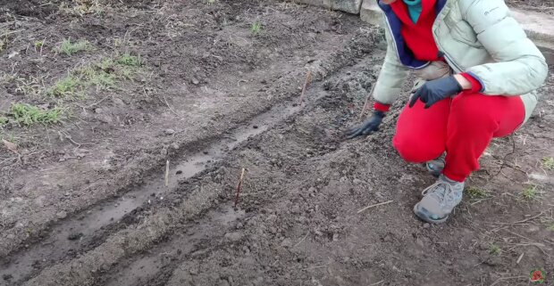 Урожай исчезнет: огородники и не догадываются