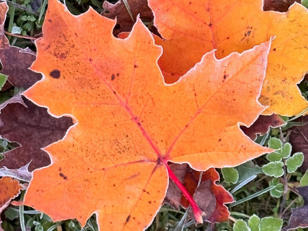  -    ,  -  ,   ,  -   :   29  2025 