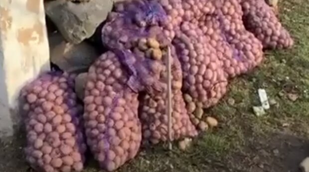 Картофель будет свежим целую зиму: как правильно хранить овощи