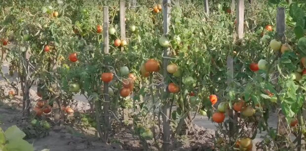 Как правильно выращивать помидоры в теплице: почему урожай овощей не завязывается