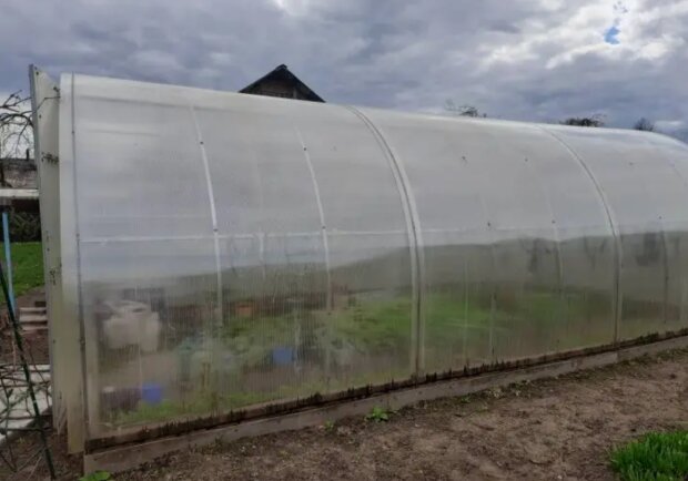 Не тратьте место впустую: огородники раскрыли хитрость, которая удвоит урожай в теплице