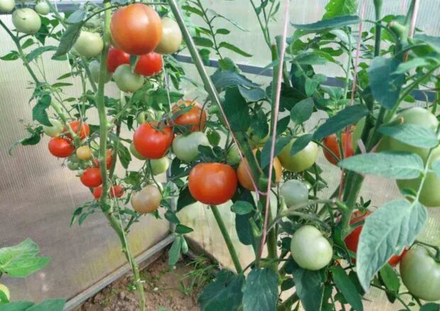 Почему не стоит поливать томаты перед высадкой: парадоксальный прием, который повышает урожай