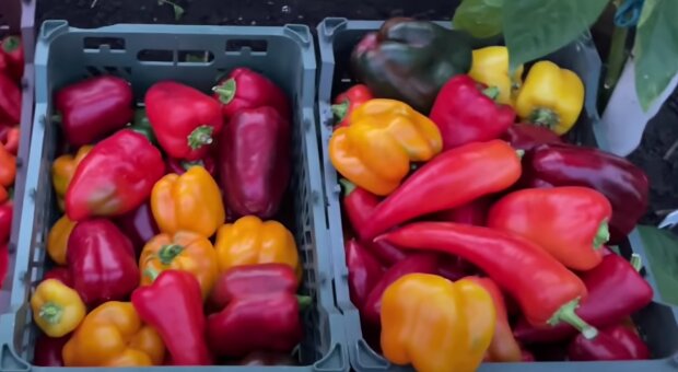 Как получать урожай мечты в новом сезоне: сорта перца, которые поразят обилием вкусных овощей