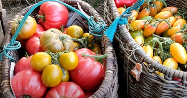 Секрет небывалого урожая помидоров раскрыт: как получить десятки килограмм сочных овощей с куста
