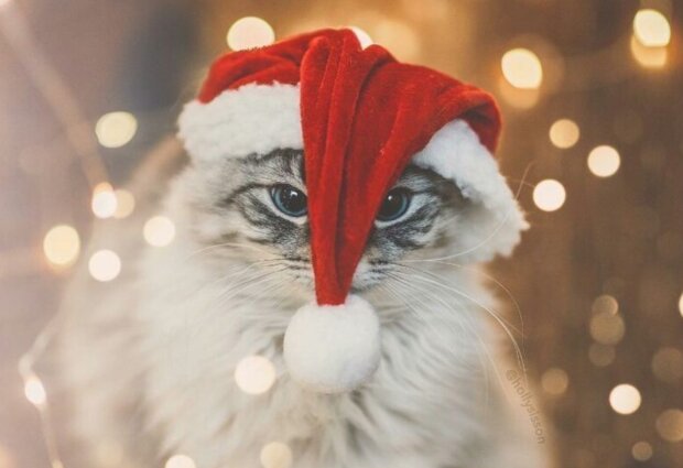 Звезды не врут: 5 знаков Зодиака, которым судьба готовит настоящие чудеса до Нового года