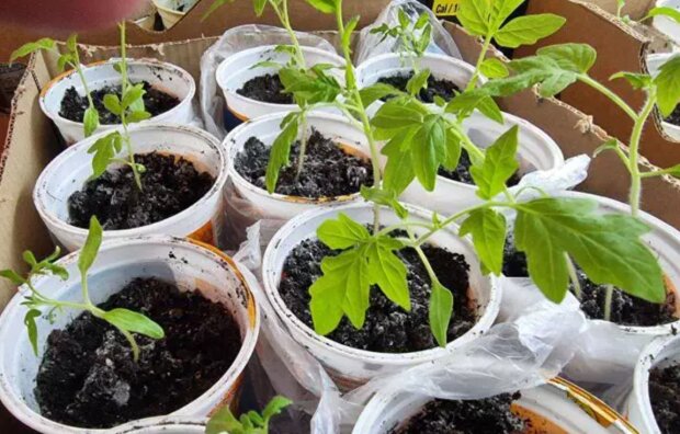 Рассада падает и вытягивается? Спасите свои растения за 3 дня с этими хитростями