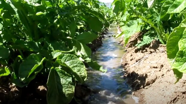 ��������� �������� - � ����� "������"? ���� ����� ������� ������ ����� �� 30 ����