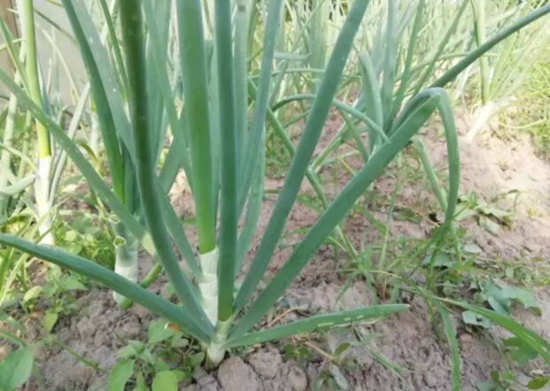 ������ ������� ������ ������: ��� ��������� �������� � ������ ������