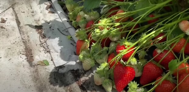 ������ ���� �������� �������� �� ������: ������, ������� ��������� ����� ��� �������