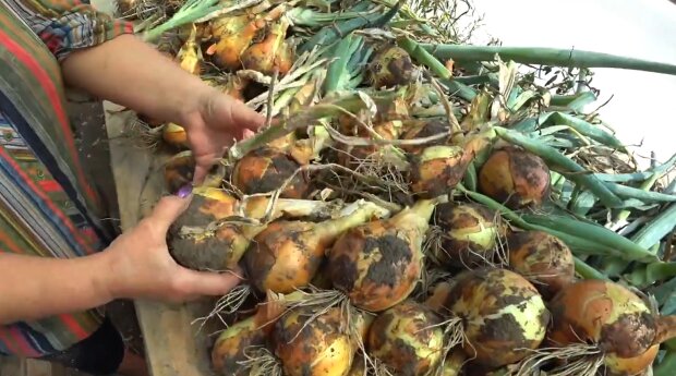 ��������� ������ ������� ���� ������������: ����������� �������� ��� � ������� �� �����