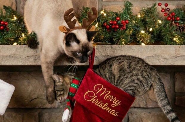 ��������� 48 ����� 2025: ��� ������ �� ������ ����, ����� ���� 2026 ��� �������