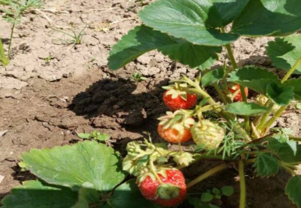 ��������� �������� �� ������� - ������� ��� ����: ������, ������� ��������� ����� ���