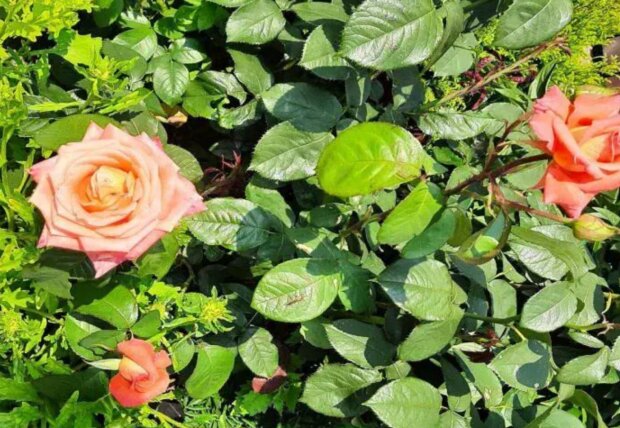 ���� ������ �������: ����� ������� �������� ����� ������������ ������ ��� �����