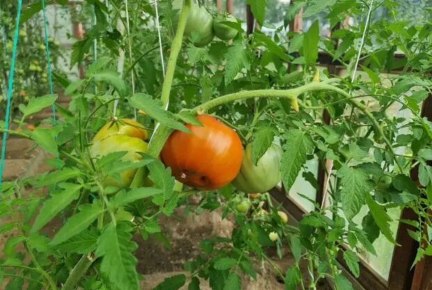 Опасное соседство на грядке: почему томаты и картофель лучше держать подальше друг от друга