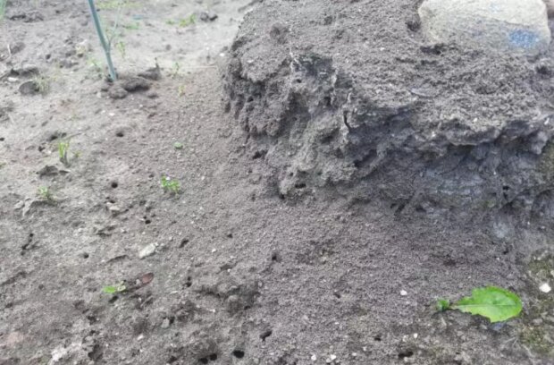 ���� ������ ���: ������ ����, ������� �������� �������� � ������ �� ���� ����