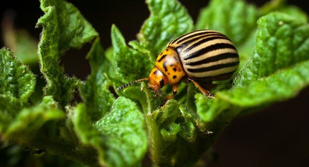 ��� �������� ������������ ���� ��� � ��������: �������, ������� ����� ������ ������� ����������