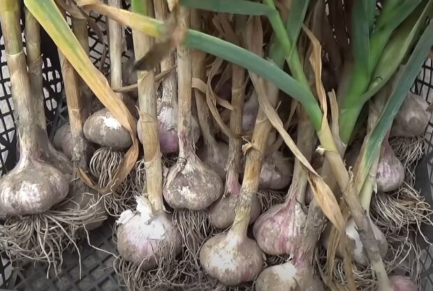 ��� ��������� ������ ���� ���� �����: ������ ����� ����� ������� ��� ����� �� �����������