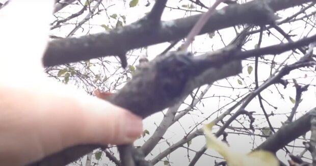 ��� � ���� �������� �����������: ����������� �������� ��� ������� � ����� ����� � ��� ������� ��������