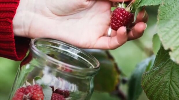 Соседи-убийцы на грядке: почему клубника и малина вместе обречены