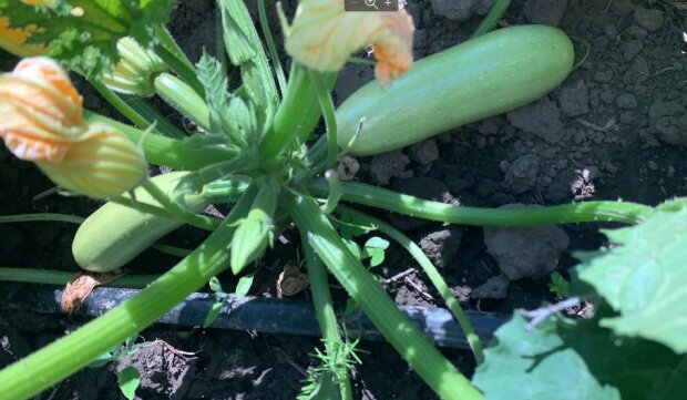 ������ ������ �� �����: ��� �������� ����� ��������, ����� ����� ����� �����������, ��� ����